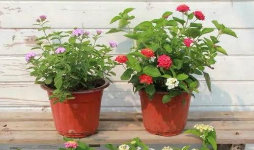 开平八卦爆料事件视频最新,揭秘背后惊人真相  第3张